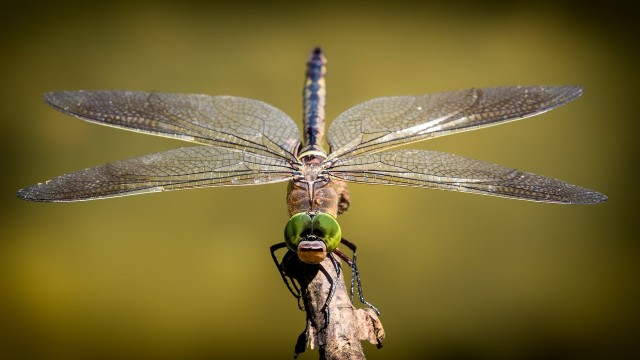 dragonfly-3456317-1920-267