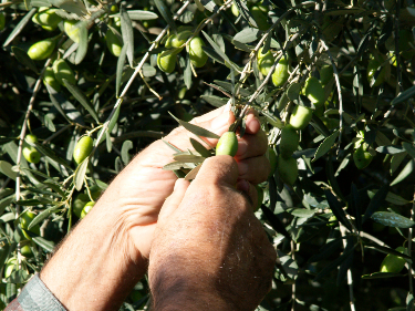 olive-374